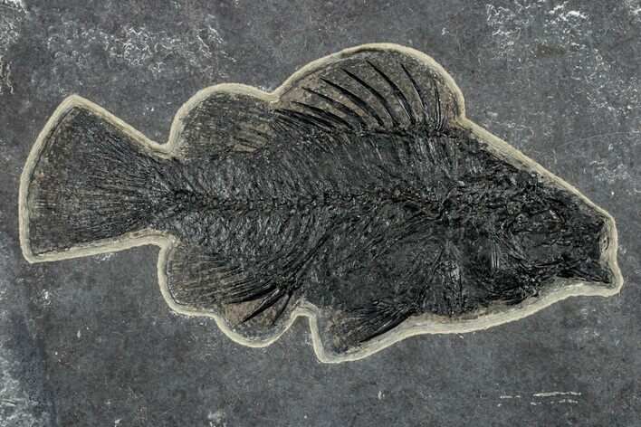 Superb Fossil Fish (Priscacara) - Green River Formation #251882